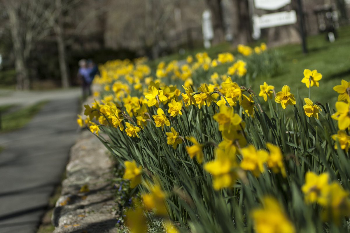 VisitCapeCod's tweet photo. We love seeing #springcolors on #capecod! So excited for this weekend’s Brewster in Bloom fest!  #happydays #springoncapecod https://t.co/PlZLM2c4Dt