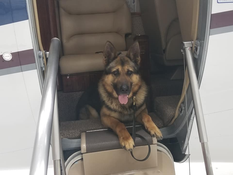 SenecaFlight's tweet photo. Honored to host Police canine training today (explosives detection) at the Penn Yan airport - keeping us all safe!  #BlueLivesMatter https://t.co/3U56cgYwC2