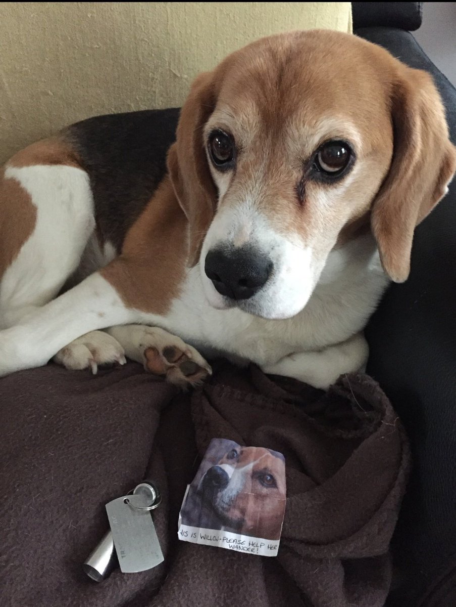 willow_woof's tweet image. While the humans are on holiday I am too. Mum created a #Geocaching #trackable with me as inspiration. It's been all over Europe and is currently in the #CzechRepublic. And my trackable has made a new doggy friend.