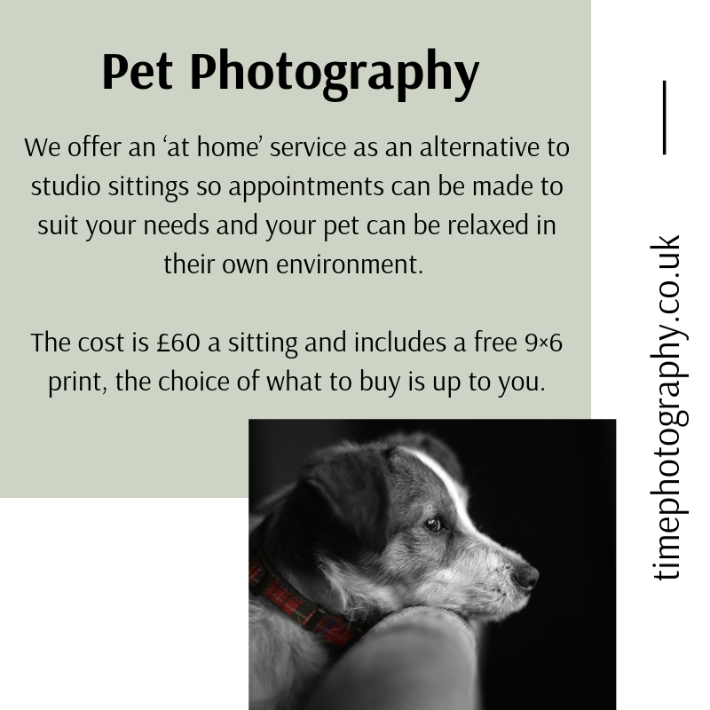 TimePhotoKent's tweet image. Pet Photography 

#Sevenoaks #Kent #Tonbridge #TunbridgeWells #pets #photography