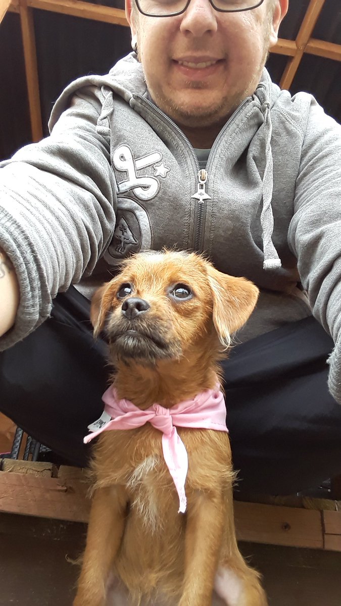 steveymellor's tweet photo. Here is our new family member ;) this is our 16th week old Bea shes a jug Jack Russell/pug she is so lush x https://t.co/y0QYAzGDtg