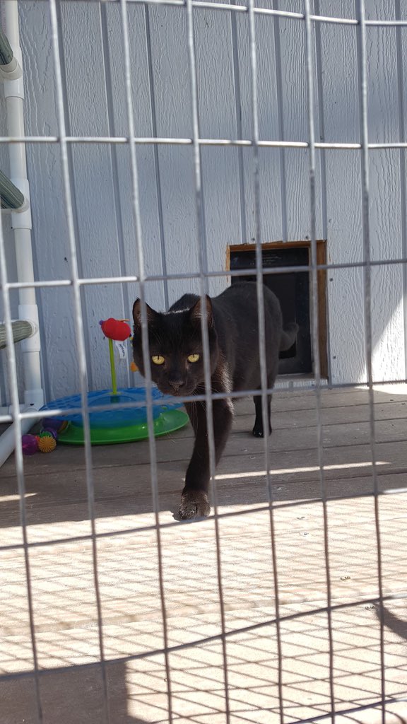 This is AJ. He’s on the prowl to find a purrfect home. We just hit 1k but we have much more work to be done. Tell your friends, family, and significant others to share or contribute. Be apart of the change. #AdoptDontShop #ParklandForPets