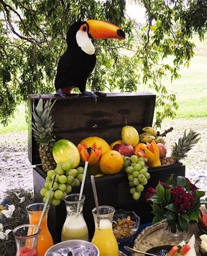 BeePlusHive's tweet photo. Tropical breakfast, anyone?

photo: @ReservaIbiti

#sustainabletravel #ecotraveler #greentraveler #consciousculture #traveldeeper #aroundtheworld #welltravelled #travelslower #seekthesimplicity #sustainabletourism #sustainability #beeplushive #wednesdaywisdom #Brazil https://t.co/I9U4NbbbRf
