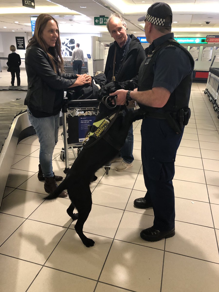 MPSCityAirport's tweet photo. PD Ronnie (Lab) & PD Foley @MetTaskforce stole the show @LondonCityAir during a #ProjectServator Deployment. We’re very privileged to have such keen Noses & Handlers! #dogwatch #workingdogs #jointupworking #patrols #labrador #blacklab #spaniel https://t.co/xiaH4nYOR6