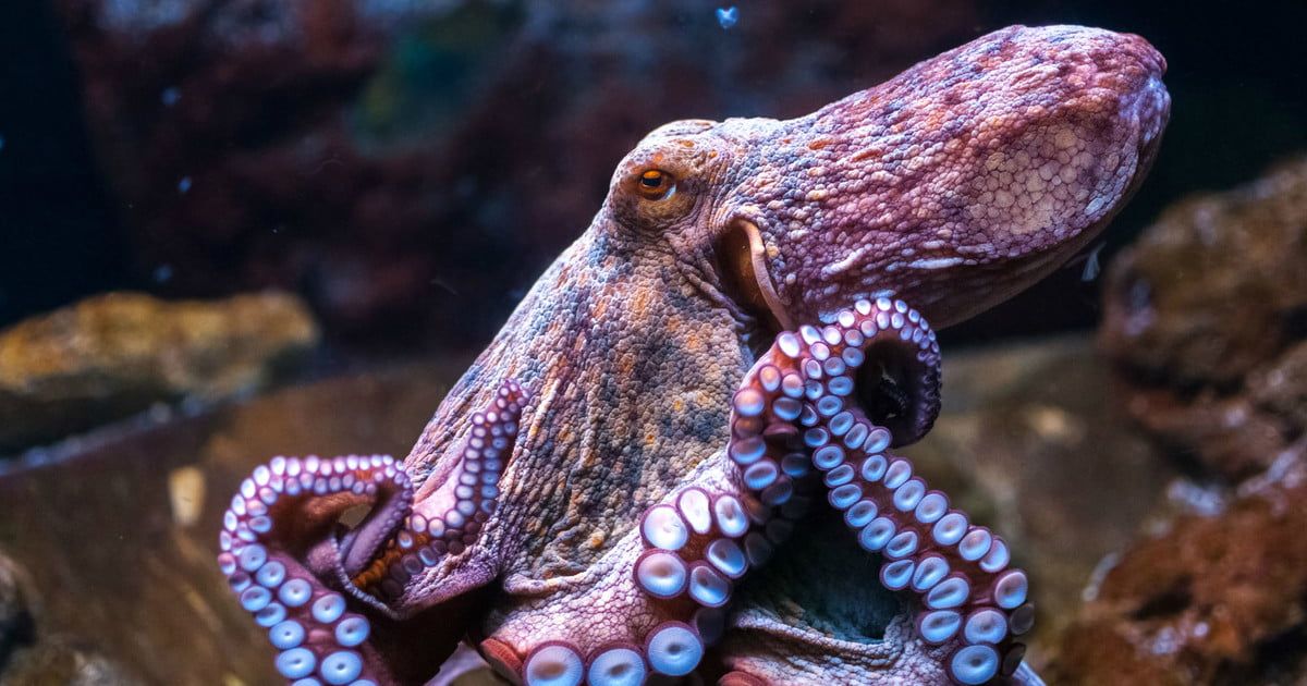 This article is a couple of years old, but thought it'd be a good share as my interest in biomimicry is developing. The best of biomimicry: Here's 7 brilliant examples of nature-inspired design buff.ly/2GWj4fj via <a href="/DigitalTrends/">Digital Trends</a>