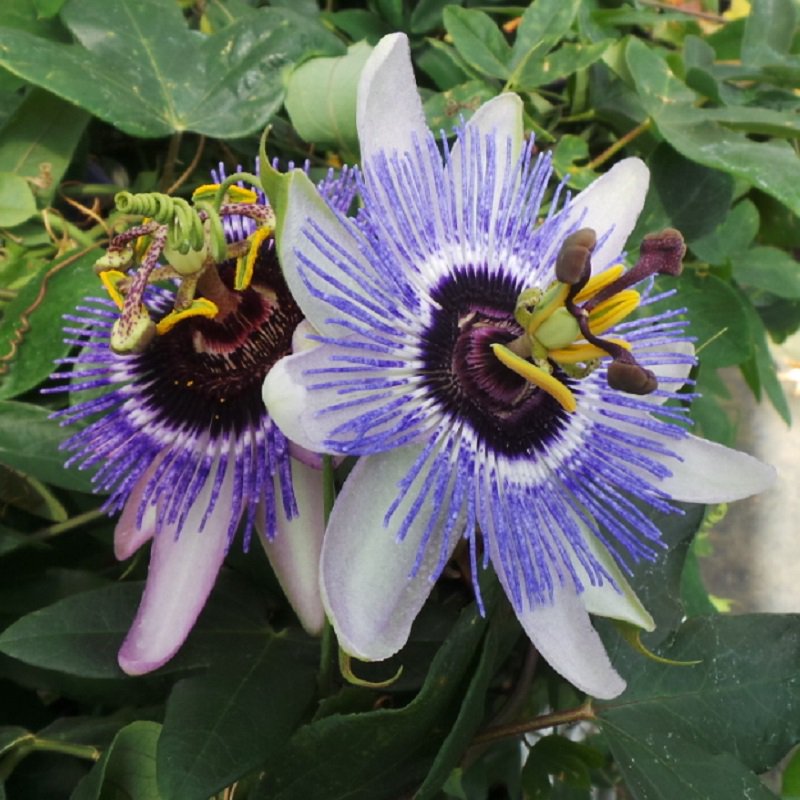 PerfectPlants1's tweet photo. Plants with #wowfactor. Passiflora 'Damsel's Delight'. https://t.co/SOadgDyyve