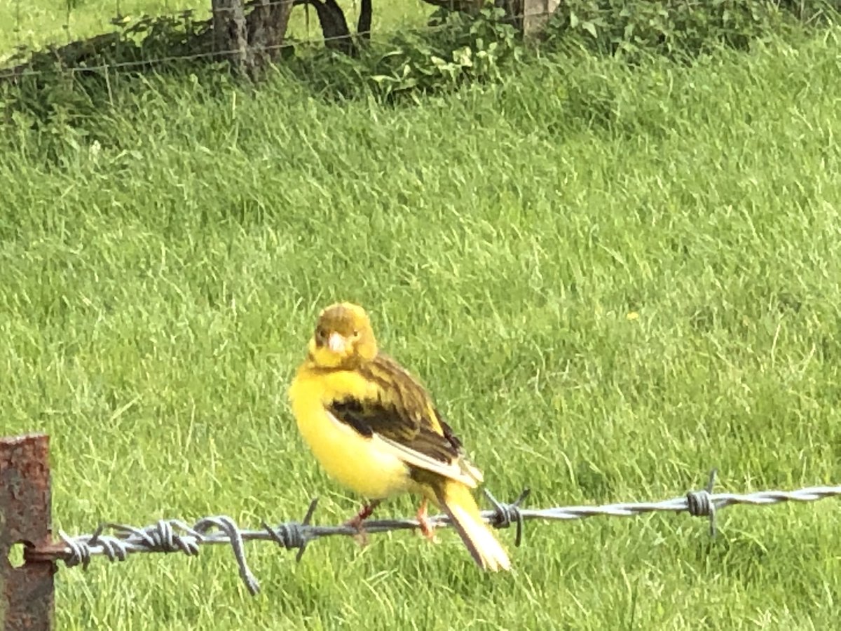 jay_12's tweet photo. #yellowhammer #Wayfarerswalk https://t.co/u6zpaHSimz