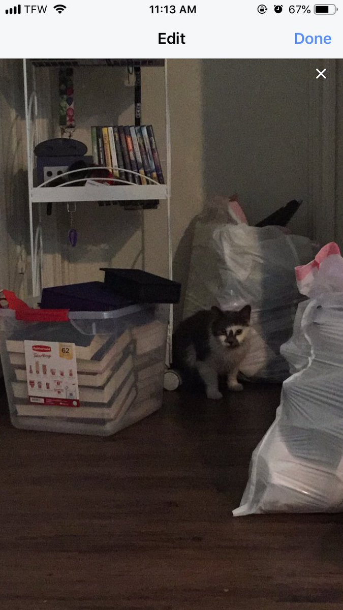 DuhTris's tweet photo. If anybody in #Greenville recognizes this cat... it followed me home at #TheDavis apartments. Please RT!!! https://t.co/c9OGr8tLMe