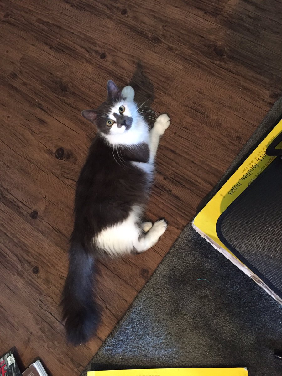 DuhTris's tweet photo. If anybody in #Greenville recognizes this cat... it followed me home at #TheDavis apartments. Please RT!!! https://t.co/c9OGr8tLMe