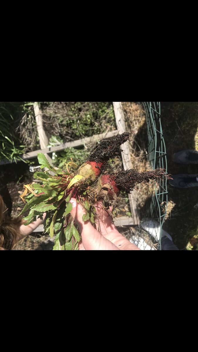 AfhsClub's tweet image. Nothing starts change better than a group of hardworking students! Rebuilding our school garden!! 🌳🌲💚🍃 #apexfriendship #garden #makeadifference #environment