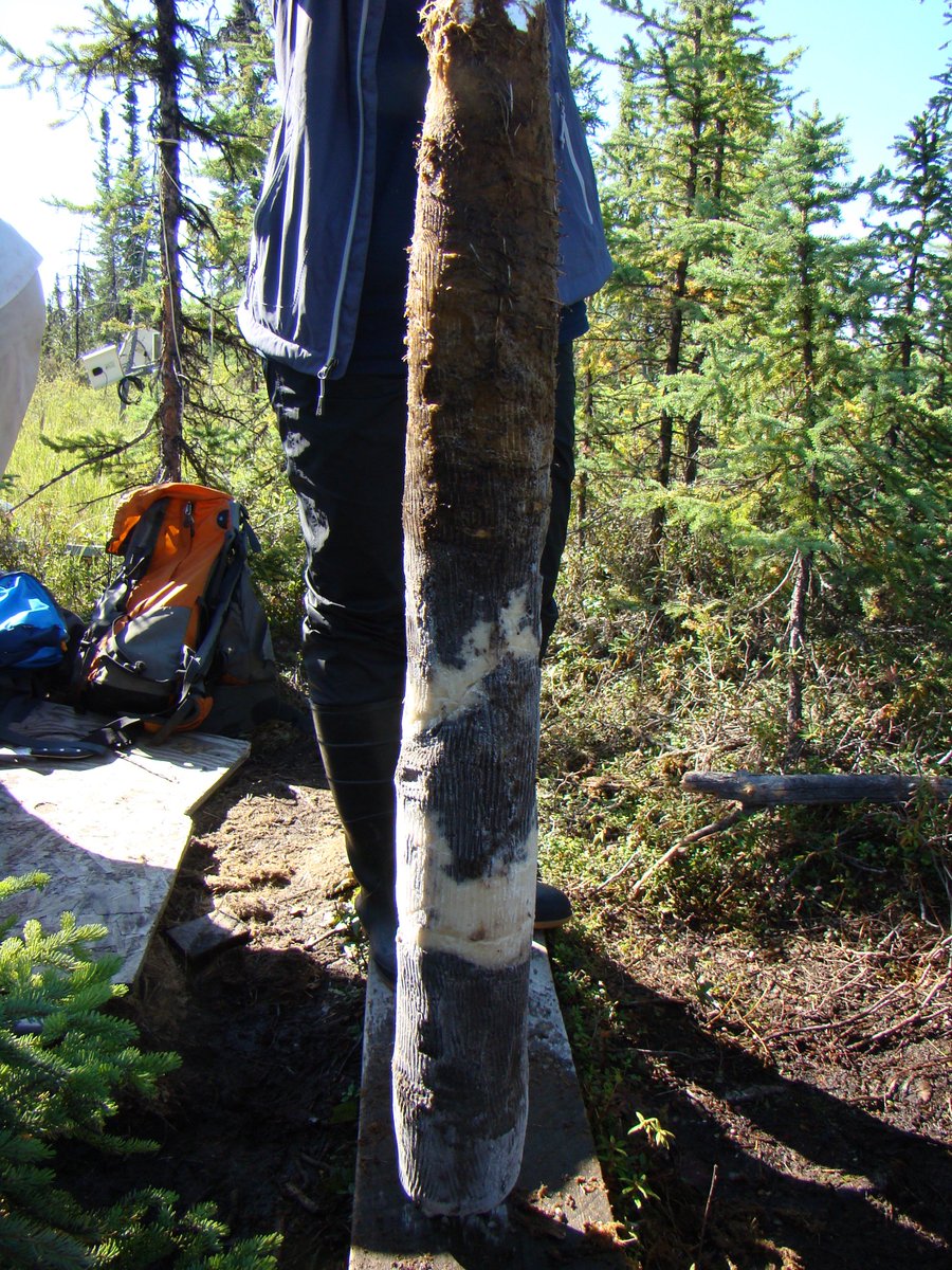 So what does ground ice look like? When we take a permafrost core from the surface of a field site, we often drill into ice lenses. They can look like this. Image: Miriam Jones  @USGS