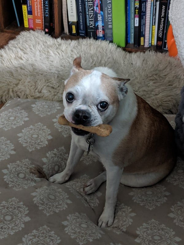 MLIStewart's tweet image. When you don't really want it but you don't want anybody else to have it either... #Ziva #MyDogs #OneOfFive #BostonTerrier