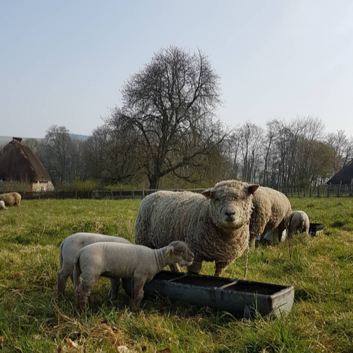 woollentide's tweet photo. There are a couple of places available on 15 May #KnittingTheLandscape workshop @WealddownMuseum. Local #knitter and artist Rachael Kay will be teaching, and participants can choose from a selection of our #SingleFlock #Southdown #PlantDyed Local #wool. #Sussex https://t.co/m5otE9rwns