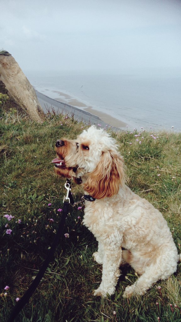 DCockapoo's tweet photo. Today my humans took me on an even longer walk along the coast path. I was expawsted by the time we stopped for lunch at the Ship Inn at Weybourne. Had a nice ride back on the #Coasthopper bus though - even had my own ticket! #cockapoo #puppy #Norfolk #holiday #blueskies https://t.co/AkwsF7g3WS