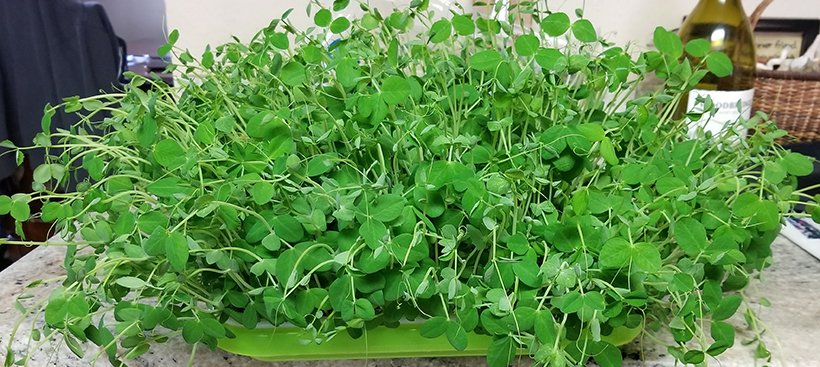 hydroprosales's tweet photo. A homegrown bounty of Peashoots  #microgreens #grow #Homegrown https://t.co/IB408ibBxC