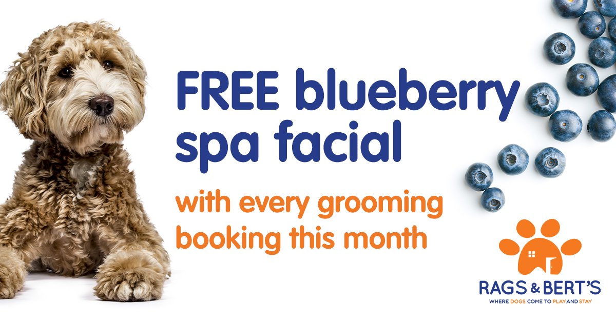 The word is Out! Groomer to the stars joins Rags &amp; Bert’s. Sacha has groomed many celebrities' pets inc. the Beckhams, Orlando Bloom, &amp; Gary Barlow. 
Book now and get a FREE blueberry facial with every booking in May. 
Call 0118 207 7788 or bookings@ragsandberts.co.uk