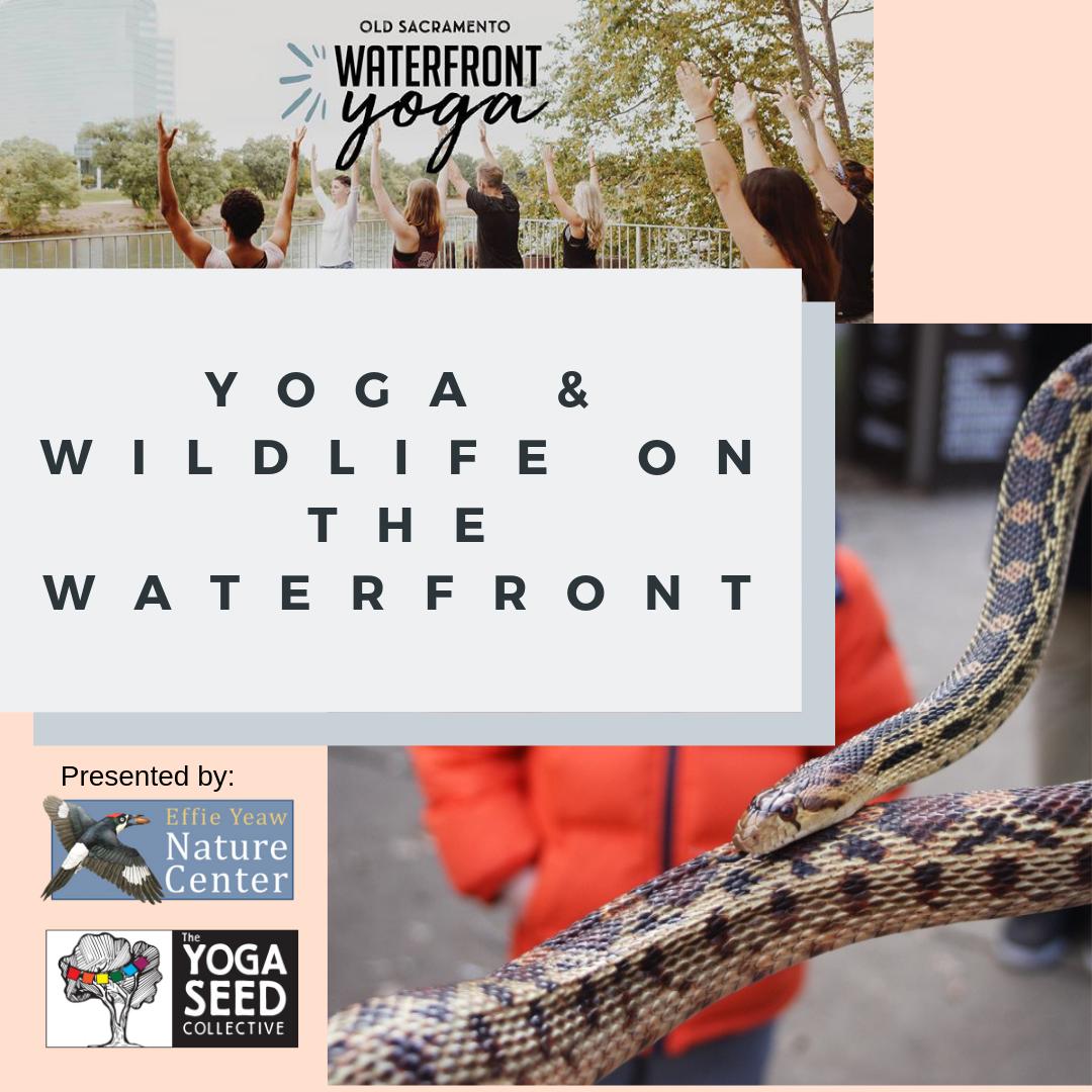 Tomorrow is big Day of Giving! Check out our fellow CAPSITIZEN organization Yoga Seed and if you can make it, join them at their joint event with Effie Yeaw Nature Center! #bigdayofgiving #bigDoG #thinklocal #supportourcommunity #giveback #yogaseed #effieyeawnaturecenter #donate