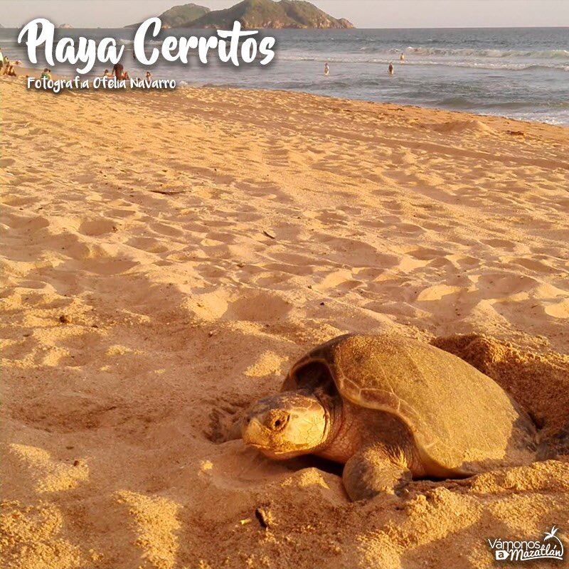 VamonosMZT's tweet photo. Día de asueto es igual a ¡Día de #playa! ¿Cual visitarás hoy? #DiaDelTrabajo https://t.co/TsOT3liSsI