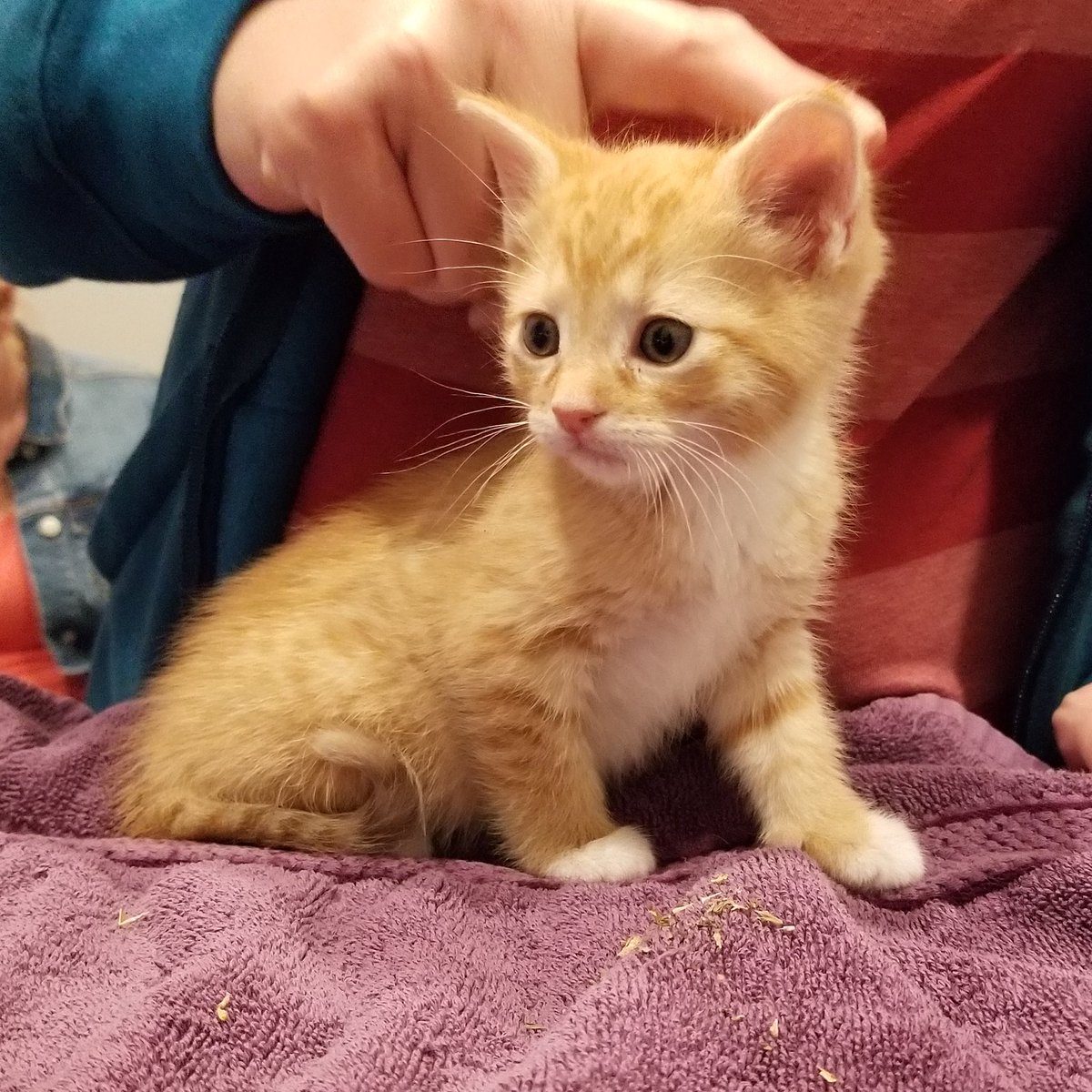 Bagel is SO cute, we could just eat him up! 🥯 All we need is some cream cheese 😻 💕 #SACHlovescats #kitten #kittens #orangekittens #orangecats #bagel #atx #austintx #cutecats #welovecats #catworld #cathospital #catfriendly #catsofaustin #austincats #southaustincathospital