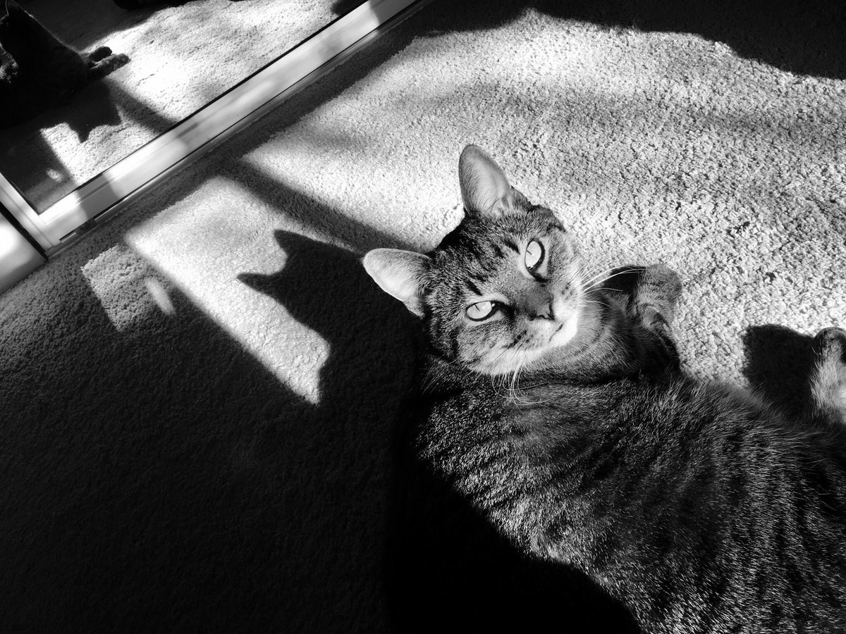 CatNoirshadows's tweet photo. “The cat mayor looked up at me with regret, her eyes pleading for me not to tell. But with a story as juicy as wet food, I couldn’t keep quiet. Kittentown needed to know. And I needed that corner office at the Meowzette.” 🚬🗞📰#CatNoir #Meowzette #CatsofTwitter https://t.co/Aqui8fir5k