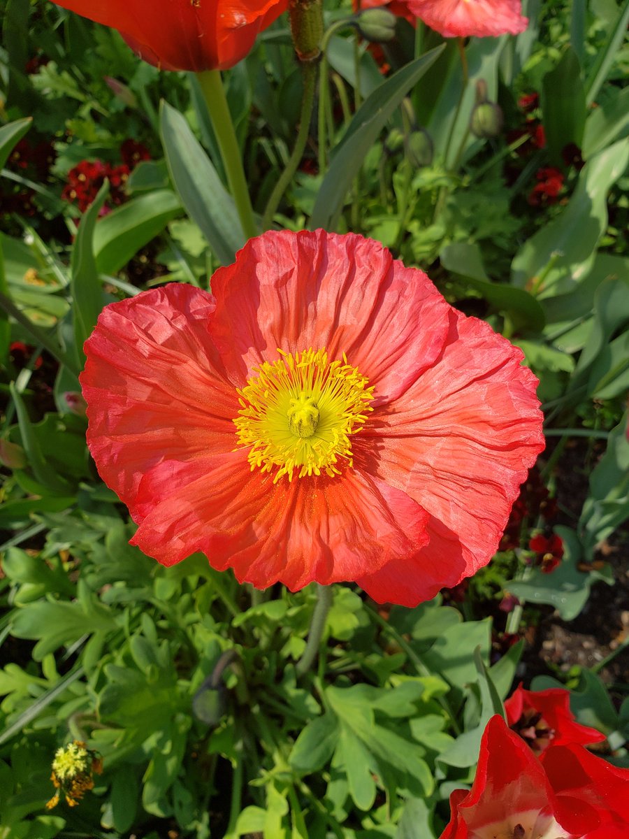 RebekkaR3's tweet photo. Blumen sind einfach wunderbar 
Die vielen bunten Farben 🌷🌺⚘🌼🌸gemeinsam mit der strahlenden Sonne 🌞 steigern ernorm das Wohlbefinden 🥰😊
#mainau #inselmainau #glücklich #sonnenschein #blumen https://t.co/26oFjm5OZ4