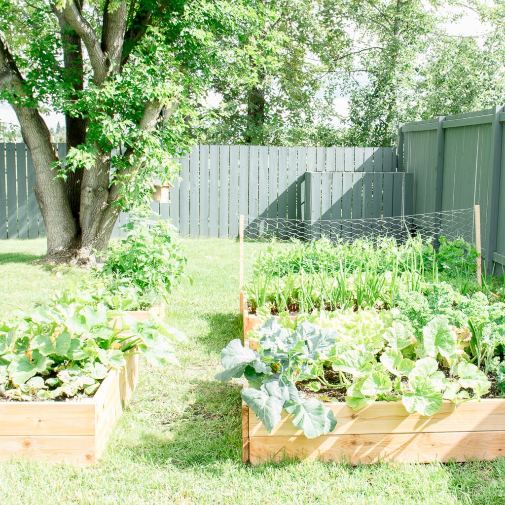 How to Build your own DIY Raised Garden Bed bit.ly/2ud5ZXk