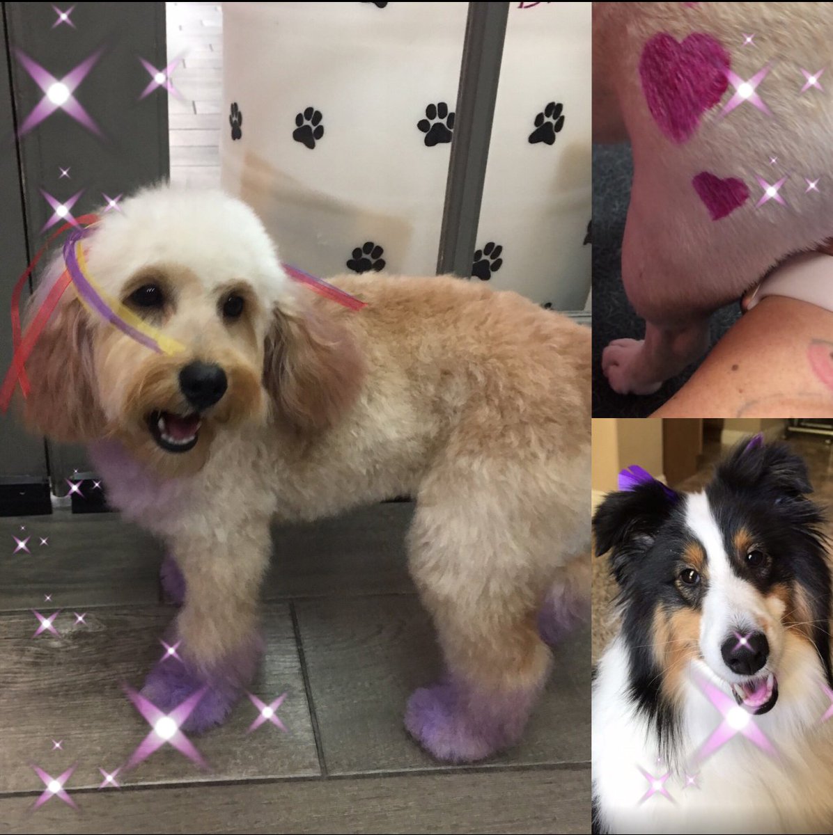 WoofGangLV's tweet photo. Summertime fun! These pups are ready to turn some tails at the doggie park! A little or a lot...Try one of these pawtastic pops of color on your next grooming! #colortastic #featherextensions #heartsoflove #bootystencile #petsofinstagram #creativecoloring #minidoodle #frenchie https://t.co/M2OIQYVvIm