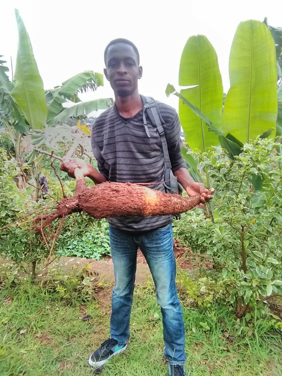 YouthCongo's tweet photo. How Youth Should be Engaging in food systems https://t.co/wenLs4D3Gn https://t.co/AECDrnw3JM