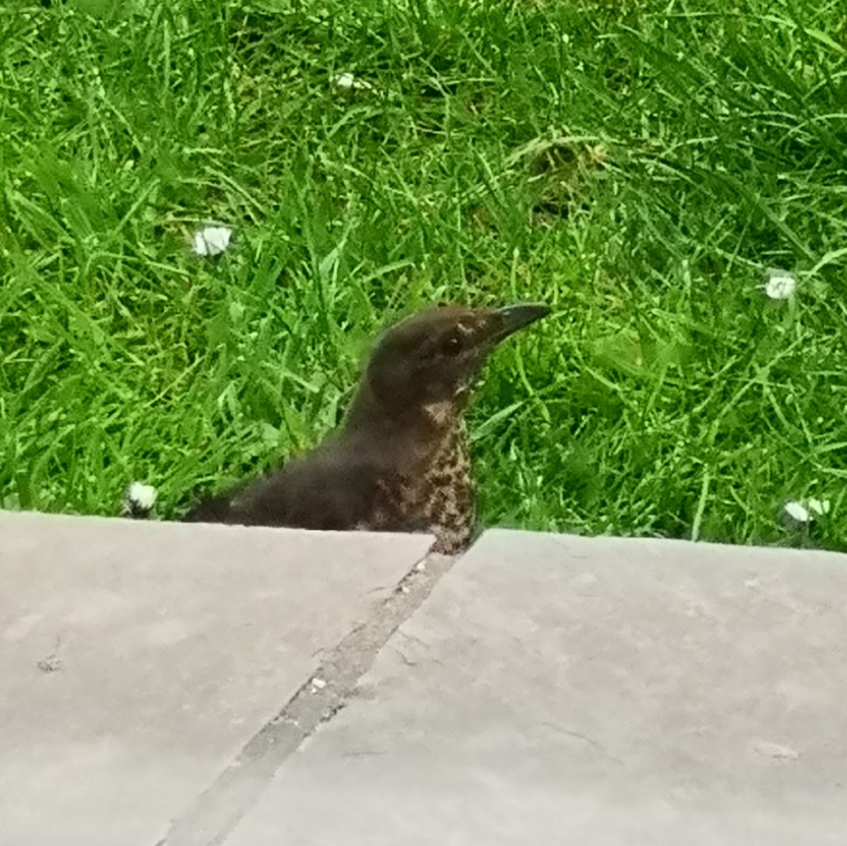 RubyAndFreddies's tweet photo. @BBCSpringwatch hello, hope you can help...what sort of bird is this? Not seen it in my garden before x https://t.co/rWnldlXcIV