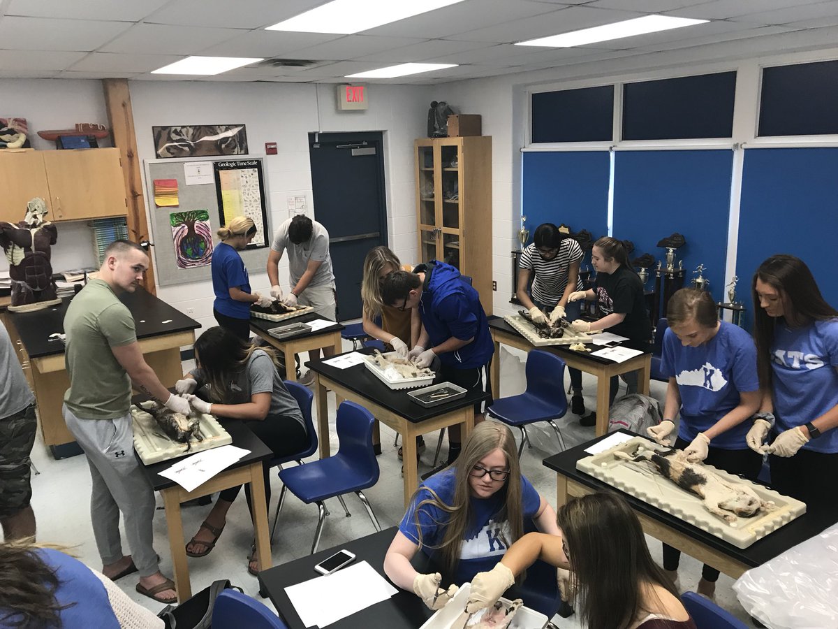 JackOusley's tweet photo. Cat dissection starting today. https://t.co/faM7nSVLvv