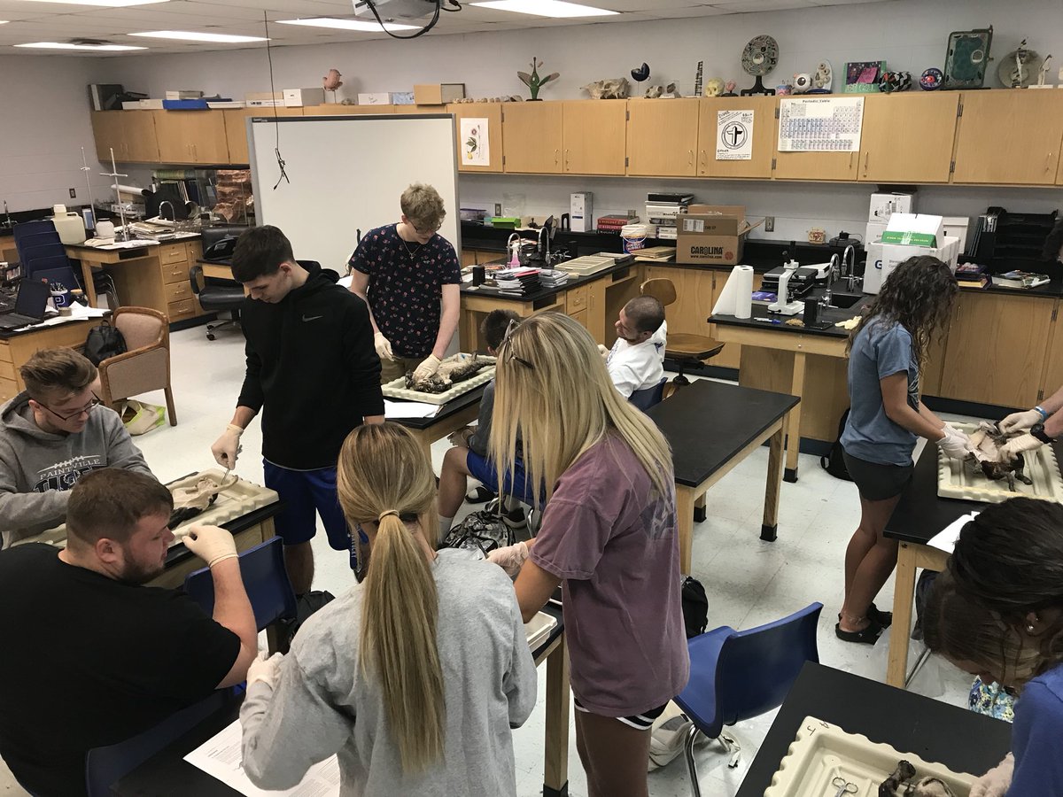 JackOusley's tweet photo. Cat dissection starting today. https://t.co/faM7nSVLvv