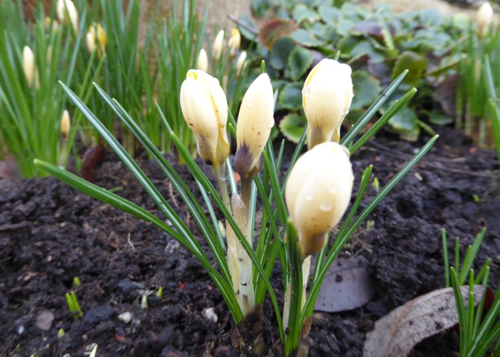 The next <a href="/EcclesStation/">FRECCLES</a> tidy up session is on Sunday 5th May from 11:00 am. Jobs include gardening, litter picking, weeding and general tidying now spring has sprung. All welcome for an hours gentle exercise. #FRECCLES