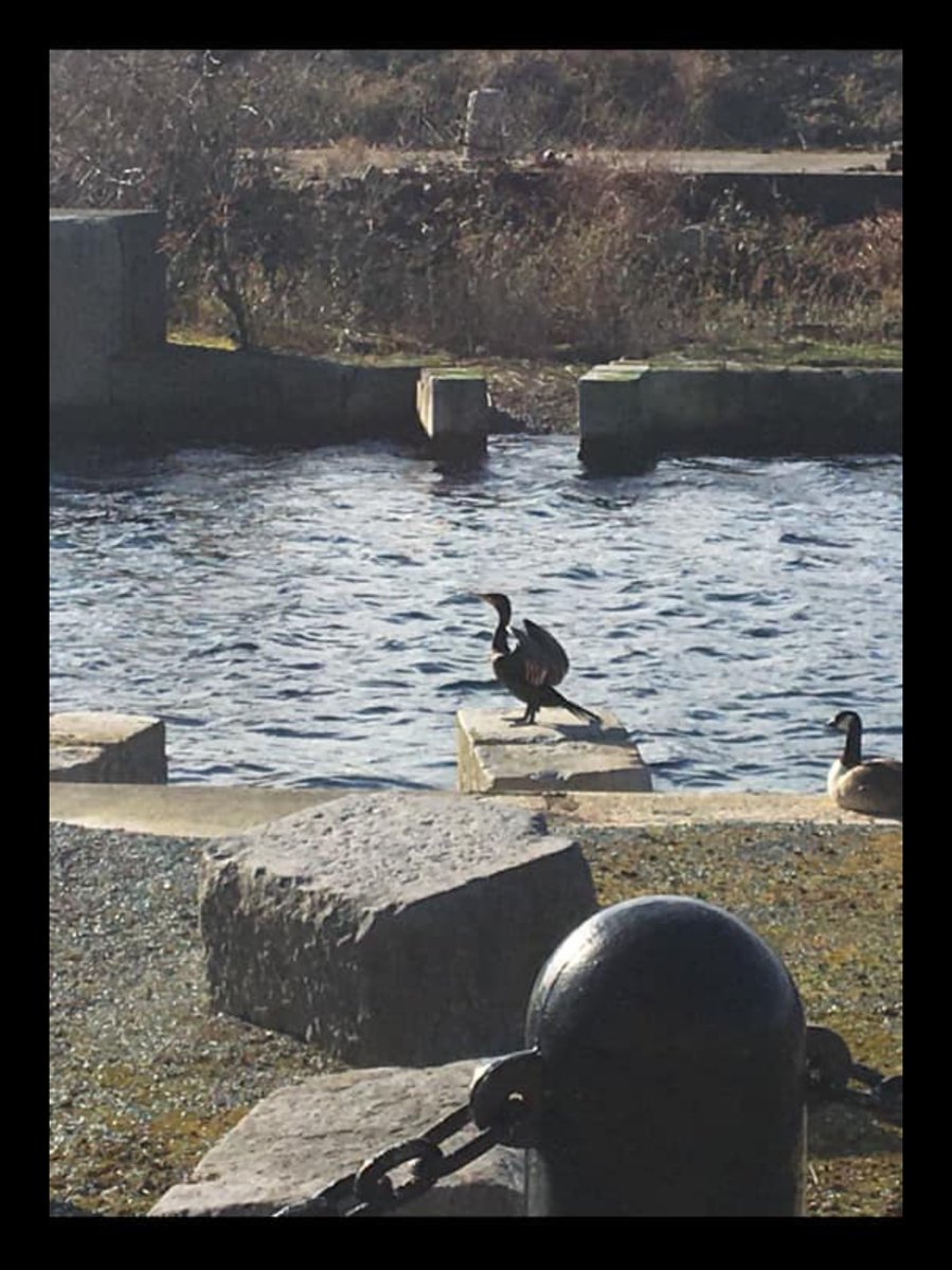 longyland's tweet photo. @WaterlooDock save wildlife at West Waterloo Dock #savewaterloodock #liverpool #wildlife #heritage @Natures_Voice @PeelLivWaters @SAVEBrit @MetroMayorSteve @LouiseEllman @naturenews @WildlifeMag @LivWildBBC https://t.co/FLycwqEern