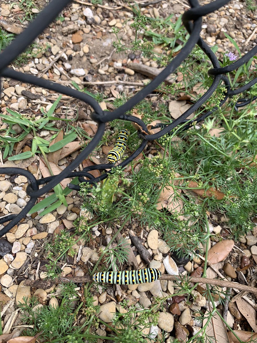 Mrs. Benjamin & Mrs. Proctor tweet media