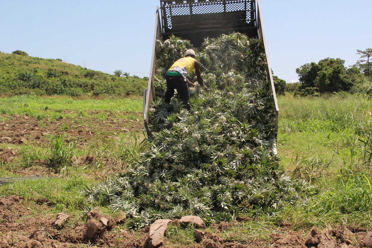Pineapple Value Chain Project Carp+ Ghana tweet media