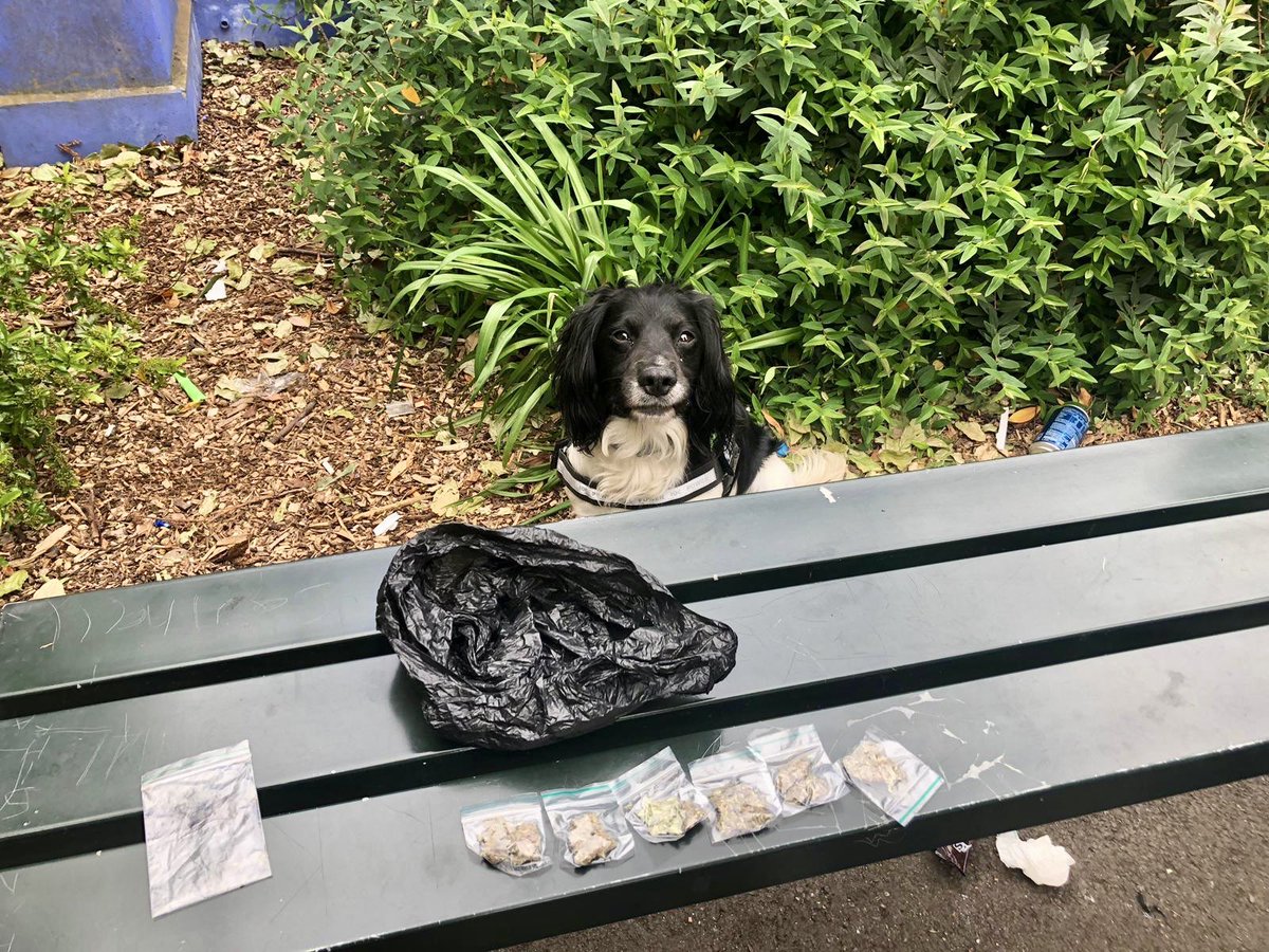 AwesomeSpaz12's tweet image. Back in one of our favourite London boroughs today, proving that if we’re allowed to do our job we WILL do our job... It’s not much? But #everylittlehelps #pointmade #thenoseknows #goodboyCharlie 👊💪💉💊🐶🎾🐾