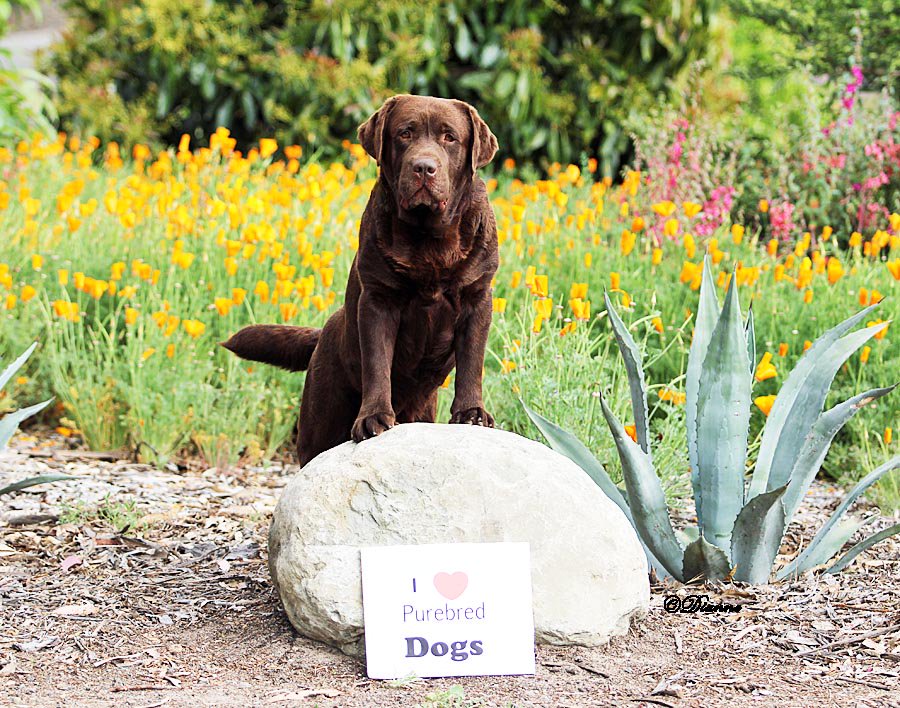 Aunty_AR's tweet photo. @akcdoglovers BOSS GCH Rycroft's Smart Remarks, CGC  Happy National Purebred Dog Day! https://t.co/ZsONJRDsQ6
