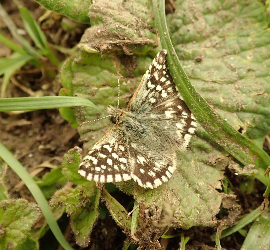 My first grizzled skipper of the year seen on the Ivinghoe Hills today. (Recorded) @AshridgeNT @UpperThamesBC #butterfly #grizzledskipper