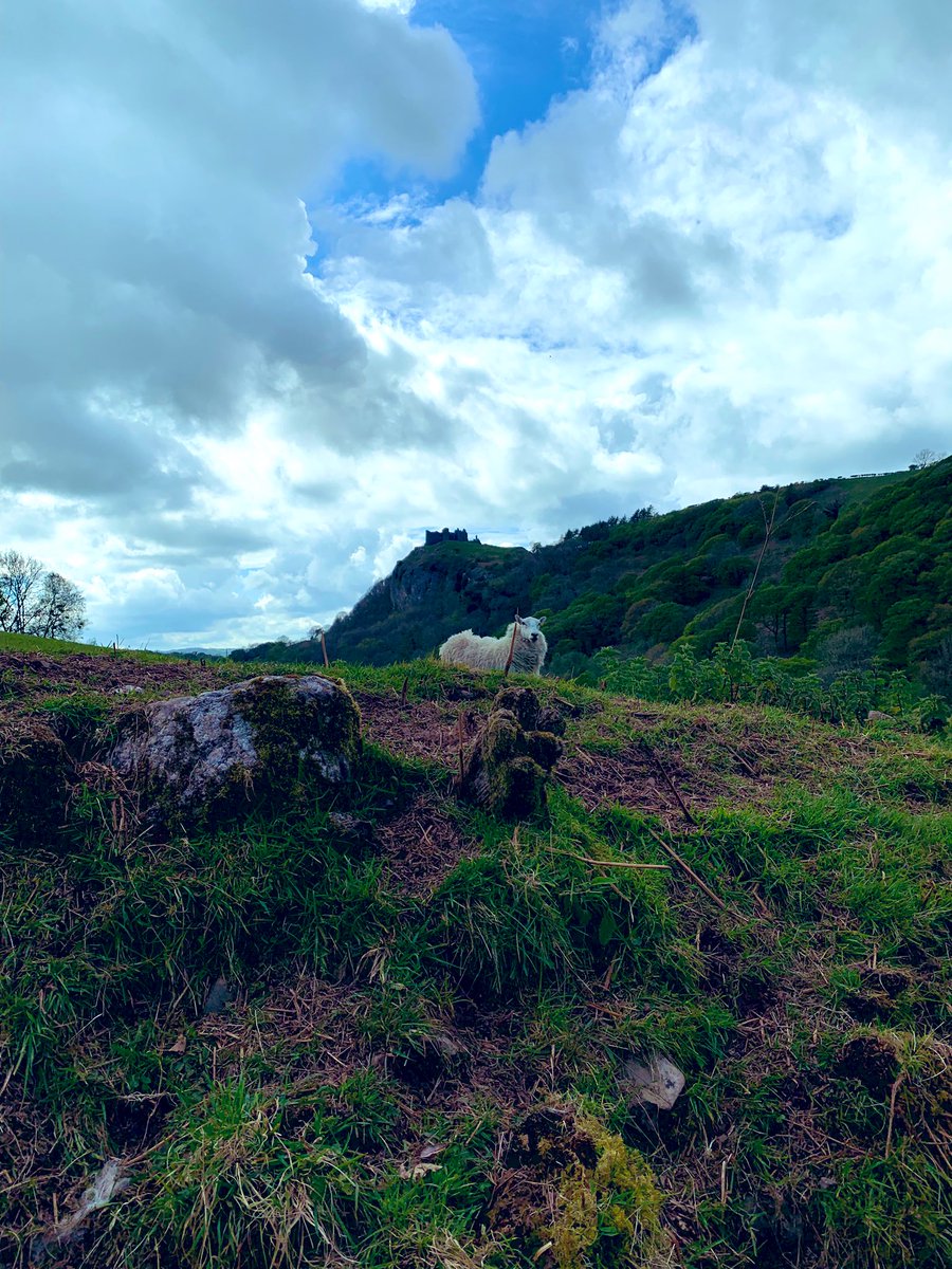 Amazing views today at #carregcennencastle 🐑 🏰 definitely worth a visit @nationaltrust 🌟