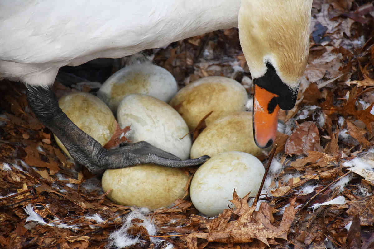 Eggs-cruciating! Park stewards investigating disappearance of swan eggs from <a href="/prospect_park/">Prospect Park</a> 
bit.ly/2POWhoJ