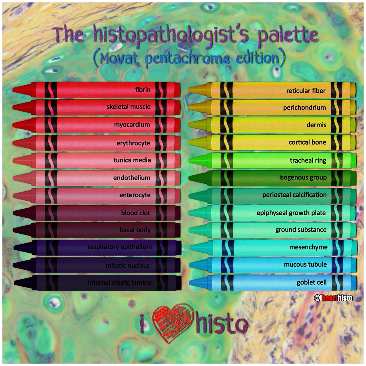 🎨 Histopathologist's Palette 2: The Movat Pentachrome Edition 🖌️
There's more to histology than H&amp;E!
Background image by <a href="/smlungpathguy/">Sanjay Mukhopadhyay</a> 
#histology #anatomy #pathology #pathArt