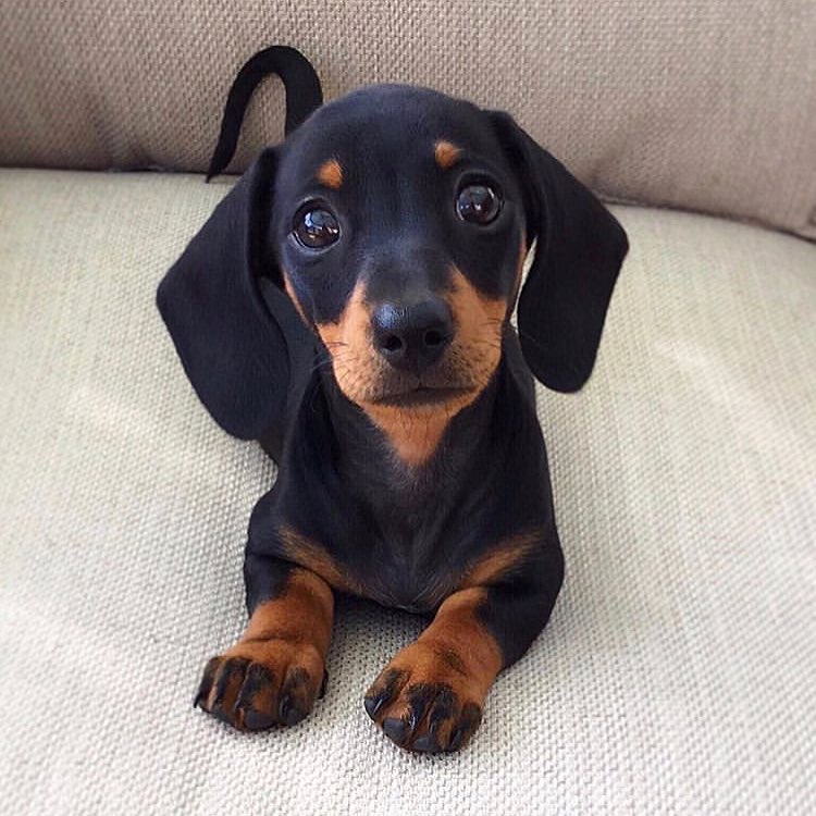 Save The Animals tweet media