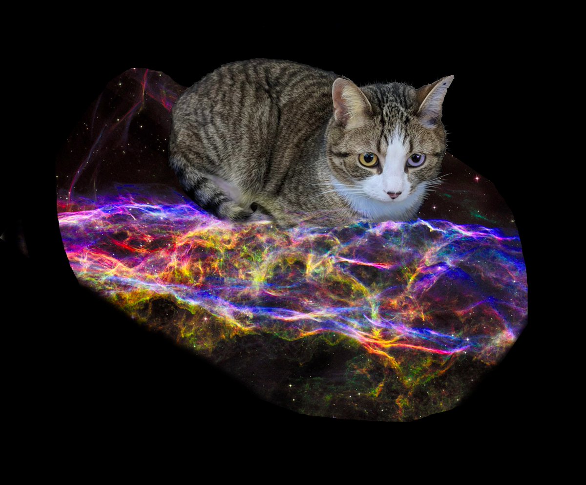 SpacecaseCat's tweet image. Chrono just got launched to space! Happy birthday @ithor6