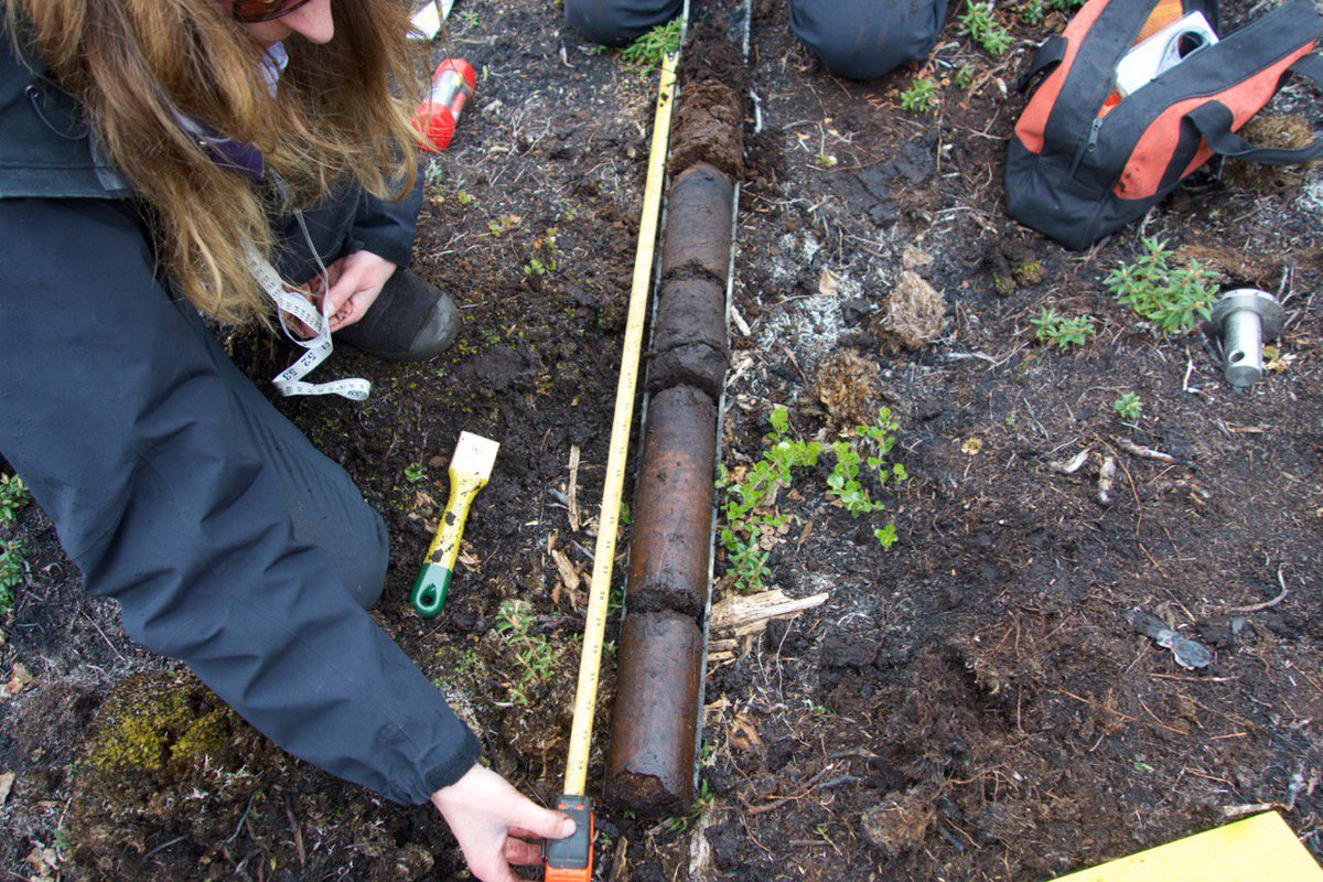 Last comment- it's really fun to sample permafrost peatlands! Look at those beautiful samples. They are largely derived from wood, again reflecting the forested history. Sampling in collapse scar wetlands is really really tough. One part peat sampling, equal parts limnology.