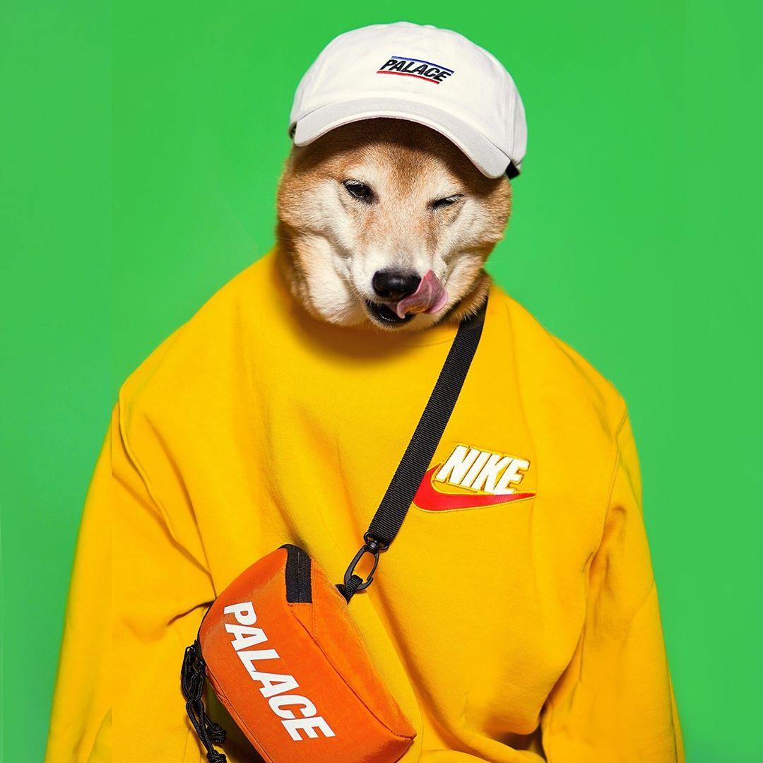 on Twitter: "Your internet Shiba (@mensweardog) just got his own #Nike collab: https://t.co/sOhoUprZxi https://t.co/LMldHFg1l1" / Twitter