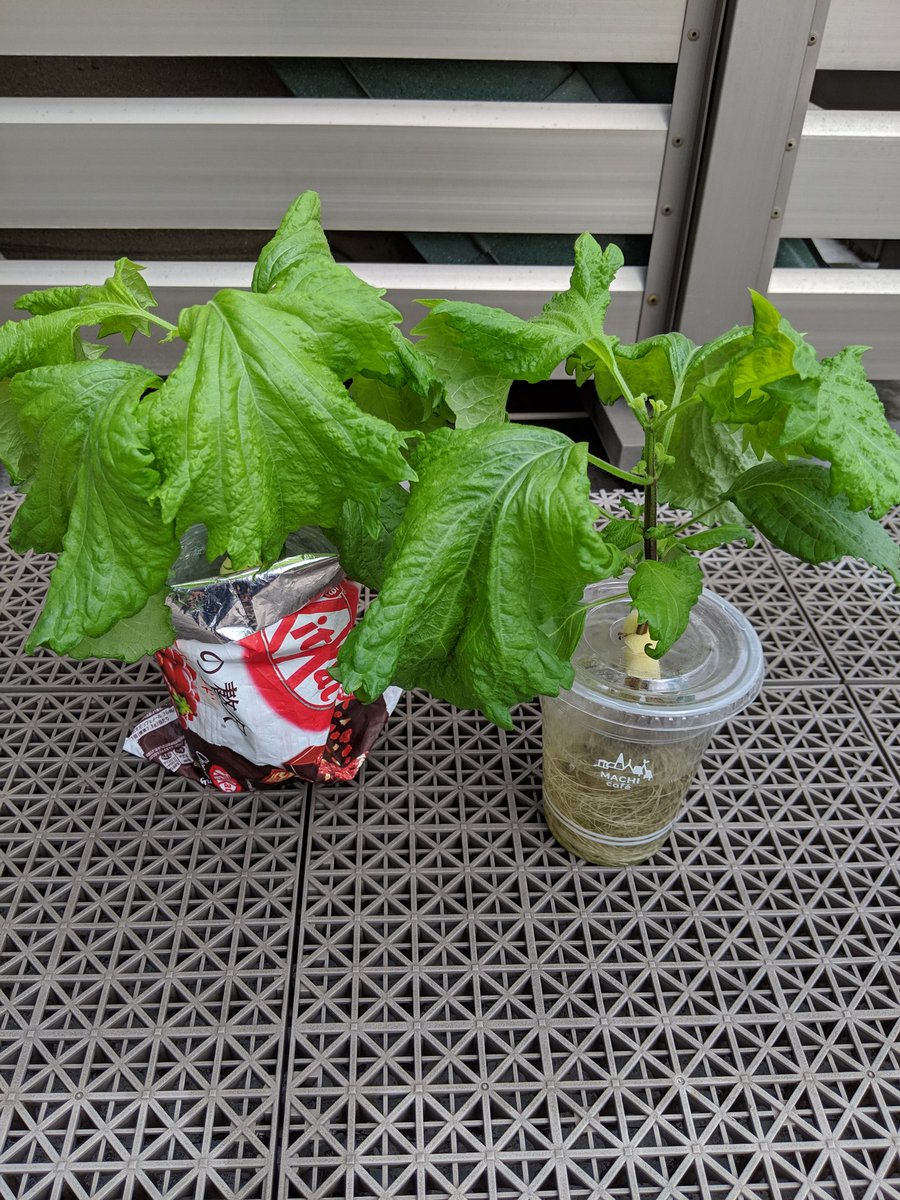 Cottoncolo バジル 背が伸びて摘芯兼ねて収穫 挿し芽した分も発根してたくさんになりました 培地を用いないから葉水代わりよ丸洗いが簡単 プラカップ 水耕栽培 ペットボトル Cottoncolo バジル 背が伸びて摘芯兼ねて収穫 挿し芽した分も発根してたくさんになりました 培地を用いないから葉水代わりよ丸洗いが簡単 プラカップ 水耕栽培 ペットボトル