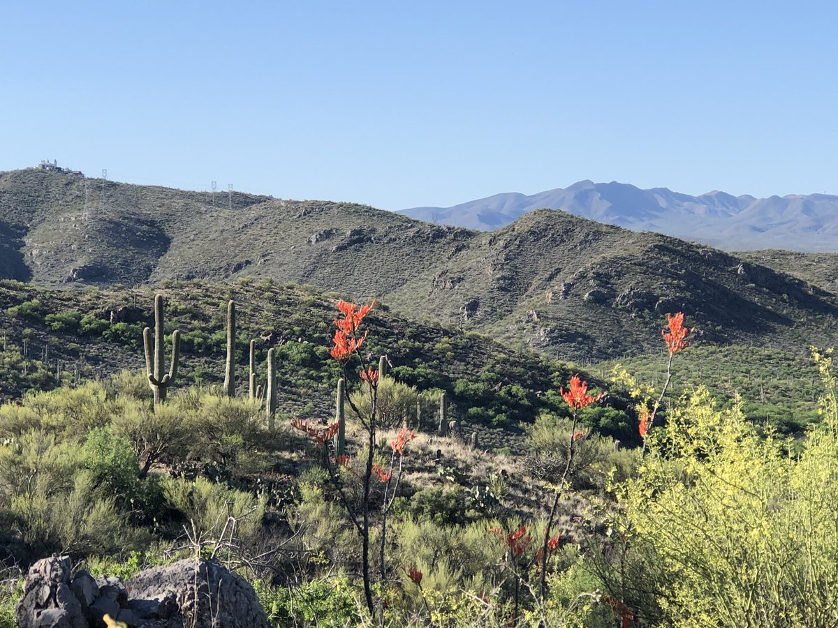 ColossalCavePrk's tweet photo. Castles 🏰 saguaros 🌵 flowers 🌼 VIEWS! THIS is Colossal Cave Mountain Park! Come out and stay awhile. 😍 https://t.co/z2DKzfJvIU