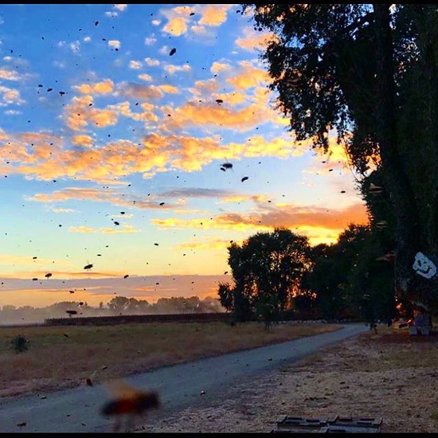 ANBeesQueens's tweet photo. Beauty is in the eye of the bee holder.
🐝🌅🐝🌅🐝🌅🐝
#nature #sunset #hive #swarm #bee #beek #beekeeper #honey #italianqueen #bees #honeybees #honeybee #beekeepers #beekeeperslife #beekeepersofinstagram #beekeeperlife #ca #californi #anbees https://t.co/SL0UcaSa29 https://t.co/D4lPgA05hn