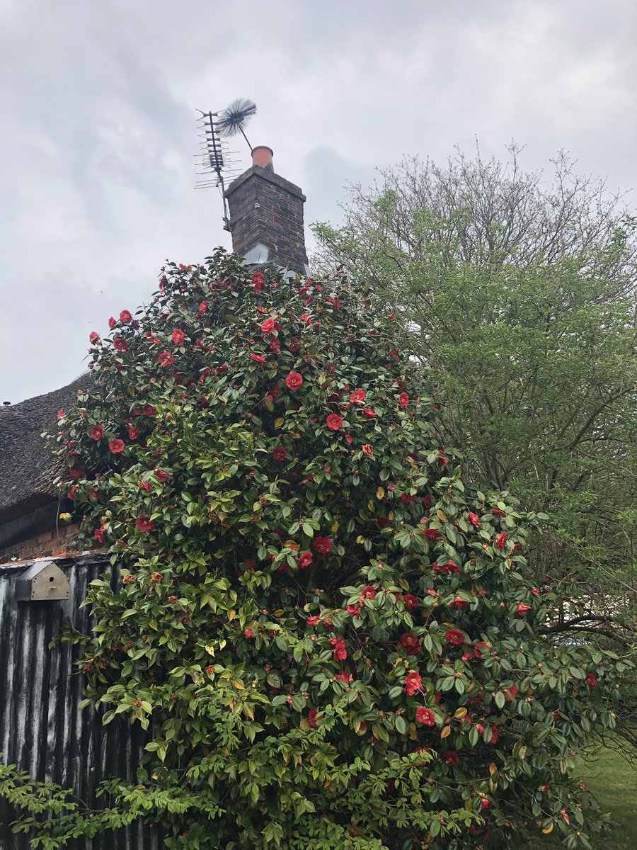 P&J Gallagher Chimney Sweeps tweet media