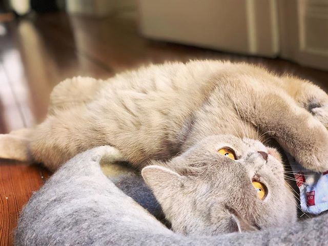 finjabella's tweet photo. Time to play ๐งธ๐
.
.
.
.
#cuteanimal #bshlover #fun #bkh #sommer #sweetcatclub #katzen https://t.co/yVJ4KOQ7uY